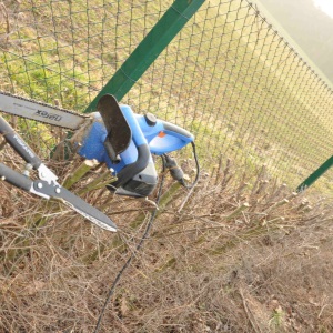 Živý plot z jilmu sibiřského - výhody a nevýhody